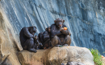 Картинка животные обезьяны