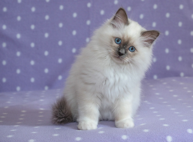 Обои картинки фото животные, коты, котёнок