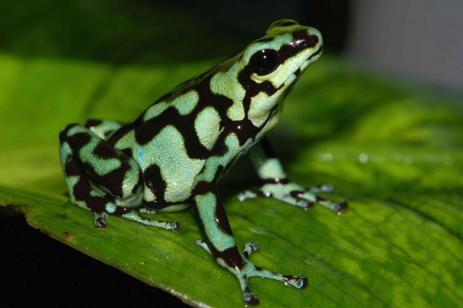 Обои картинки фото животные, лягушки, лист, лягушка, древесная