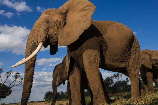 Обои картинки фото животные, слоны