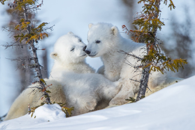 Обои картинки фото животные, медведи