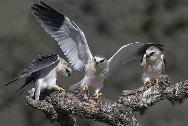 Обои картинки фото животные, птицы - хищники, птички
