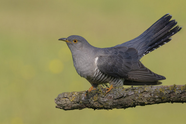 Обои картинки фото животные, птицы, птичка