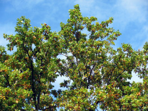 Картинка природа деревья дерево