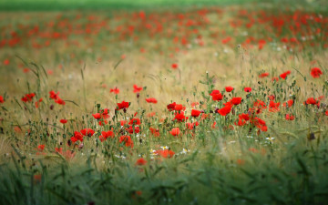 Картинка природа поля поле маки