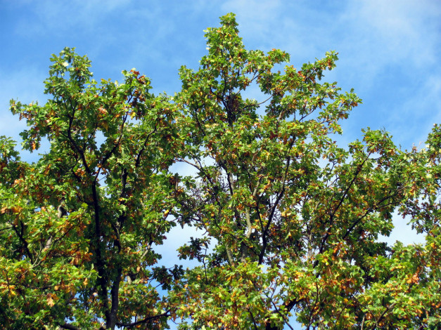 Обои картинки фото природа, деревья, дерево