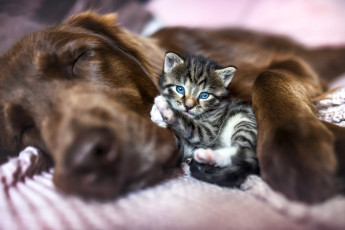 Картинка животные разные+вместе котёнок собака