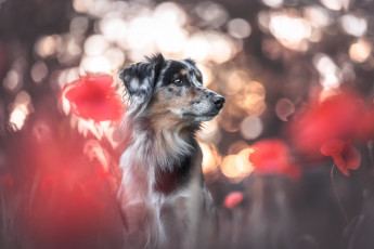 Картинка животные собаки собака