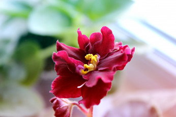 Картинка цветы фиалки пармская фиалка