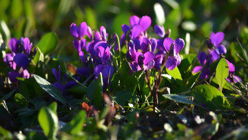 Картинка цветы фиалки лесные лиловые