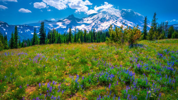 Картинка np+mount+rainier usa природа луга np mount rainier