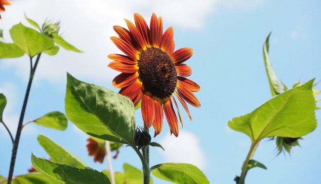 Обои картинки фото цветы, подсолнухи, декоративный, подсолнух