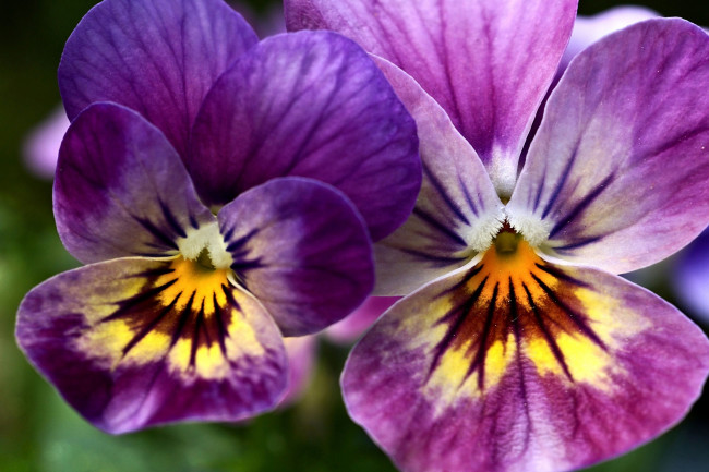 Обои картинки фото цветы, анютины глазки , садовые фиалки, дуэт, анютины, глазки, макро