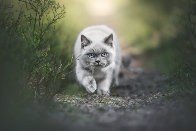 Обои картинки фото животные, коты, кот, кошка