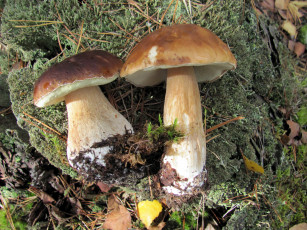 Картинка еда грибы +грибные+блюда боровики дуэт