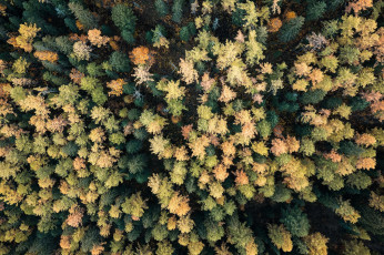 Картинка природа лес деревья осень панорама