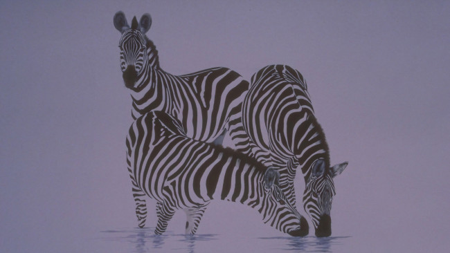 Обои картинки фото 295867, рисованное, животные,  зебры, три, зебры