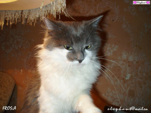 Картинка моя кошка фрося животные коты