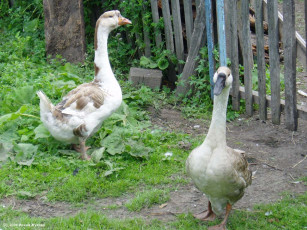 Картинка животные гуси