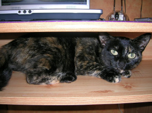 Картинка животные коты