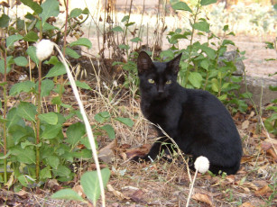 Картинка животные коты