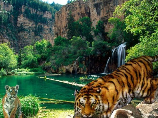 Обои картинки фото hunter, животные, тигры