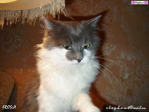 Обои картинки фото моя, кошка, фрося, животные, коты