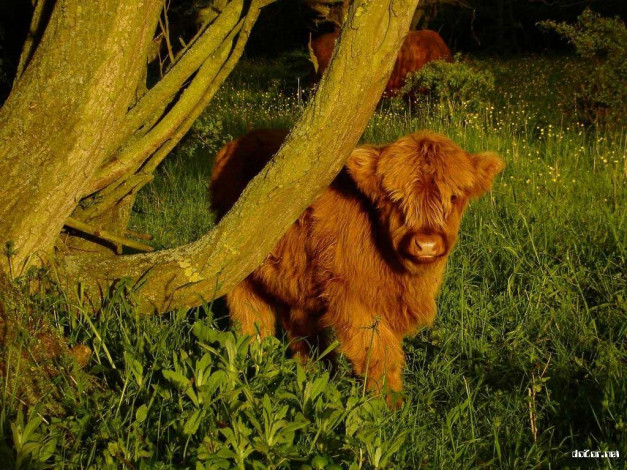 Обои картинки фото животные, коровы, буйволы