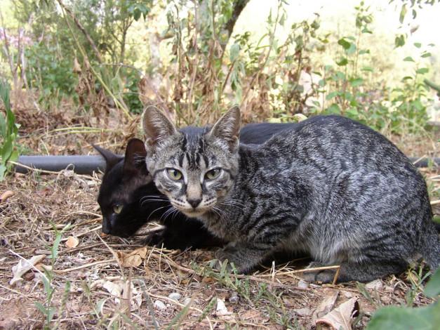 Обои картинки фото животные, коты