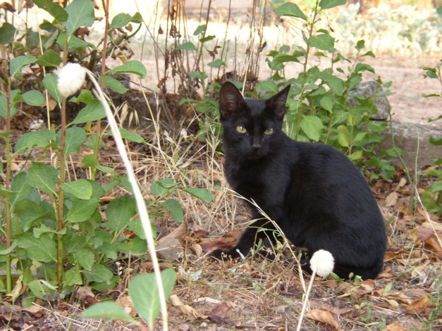 Обои картинки фото животные, коты