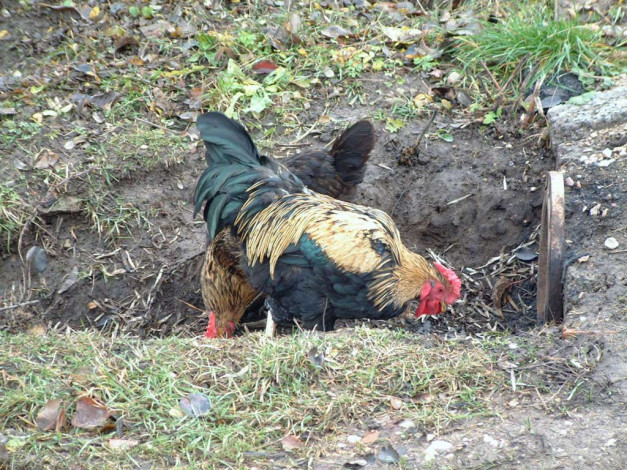 Обои картинки фото животные, куры, петухи