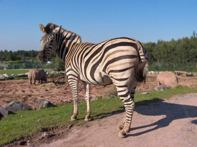 Обои картинки фото животные, зебры