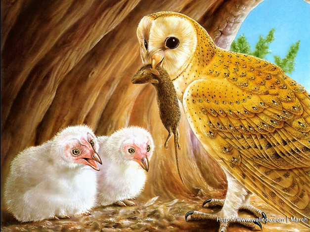 Обои картинки фото рисованные, животные, птицы