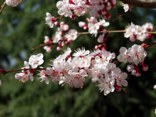 Картинка цветы цветущие деревья кустарники