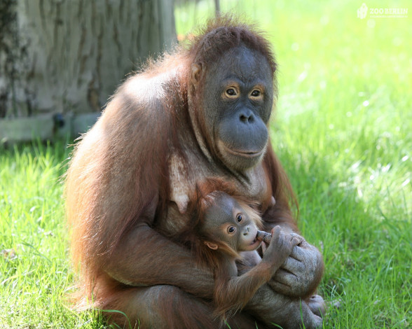 Обои картинки фото животные, обезьяны