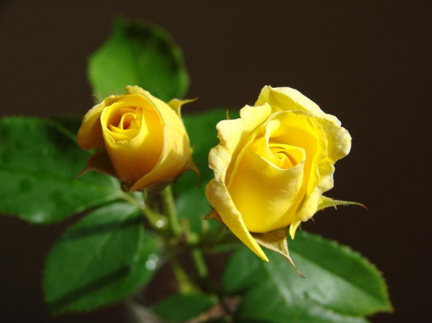 Обои картинки фото цветы, розы