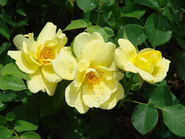 Обои картинки фото цветы, розы