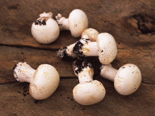 Картинка еда грибы грибные блюда