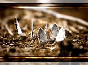 Картинка животные бабочки