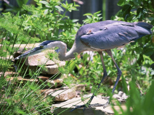 Картинка животные цапли