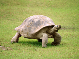 Картинка животные Черепахи