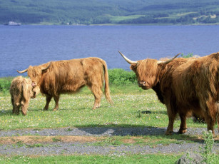 Картинка животные коровы буйволы