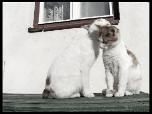 Картинка животные коты