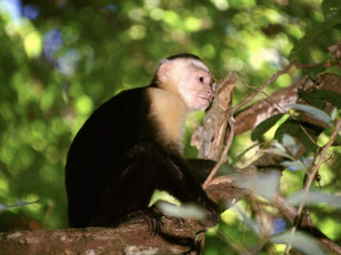 Картинка животные обезьяны