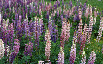 Картинка цветы люпин