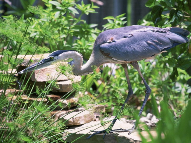 Обои картинки фото животные, цапли
