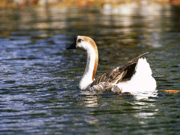 Обои картинки фото животные, гуси