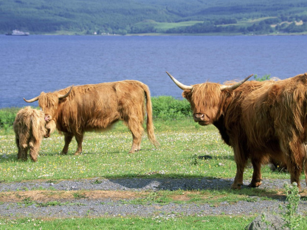 Обои картинки фото животные, коровы, буйволы