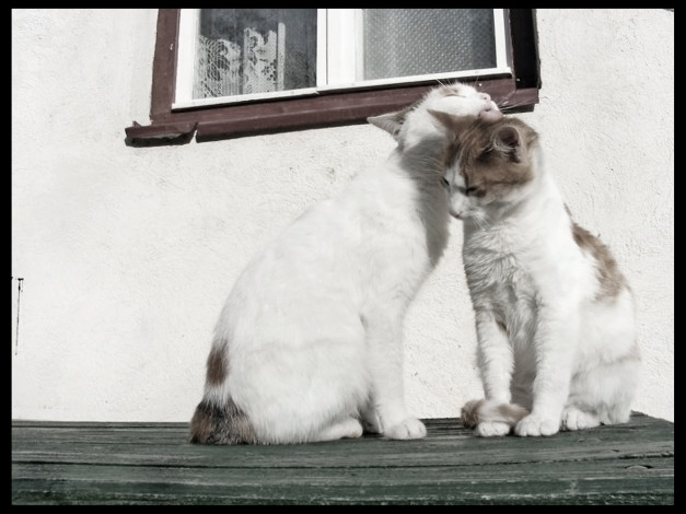 Обои картинки фото животные, коты