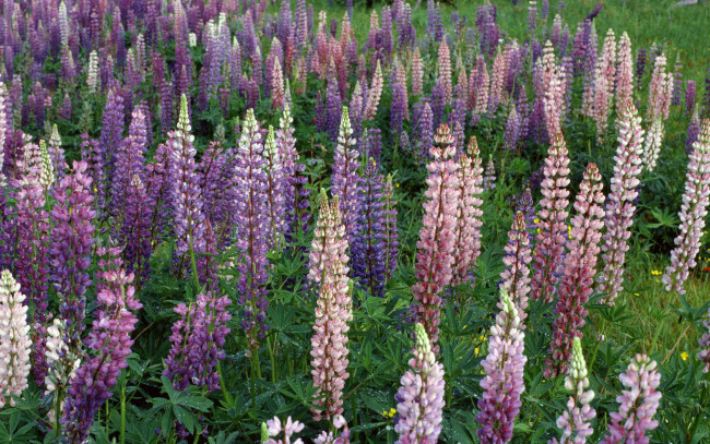 Обои картинки фото цветы, люпин